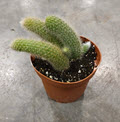 4" Cactus Foxtail - White